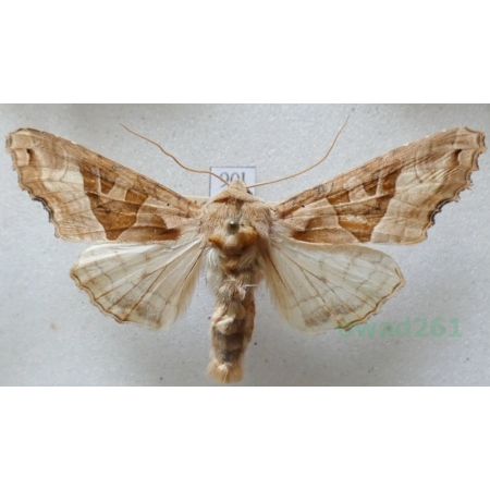 Phlogophora meticulosa (Linnaeus, 1758) Krokiewka lękliwica Czech90l